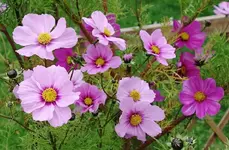 pink (15).webp