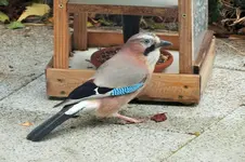DSCF4618 (2).webp
