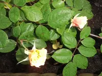 Bilda055.webp