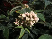 Bilda025.jpg