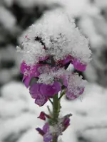 DSCN6710.webp