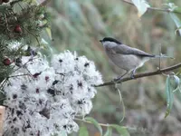 DSCF6476.webp