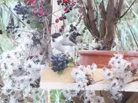 DSCF6484.webp