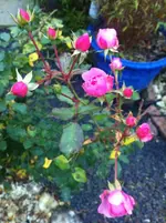 IMG_0999 Camelot.webp
