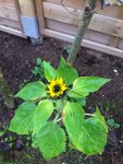 IMG_1041 Sonnenblume.jpg