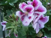 PB220885.webp