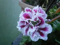 PB220886.webp