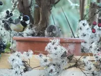 DSCF6504.webp