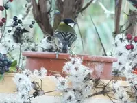 DSCF6475.webp