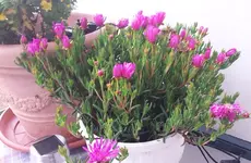 mediterrane pflanze.webp