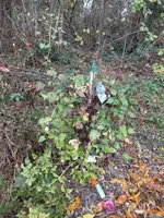 DSCF6368.webp