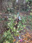 DSCF6368.JPG