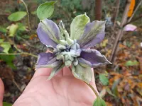 DSCF6364.webp