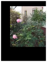 Rosen Ende Nov. '15.webp