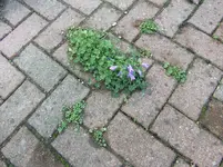 Glockenblumen-Wildwuchs.webp