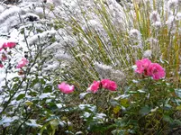DSCN6708.webp