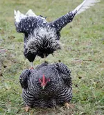 hoo hopp-0083.webp