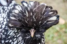 priscilla-0072.webp