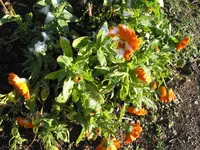 001.webp