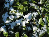 004.webp