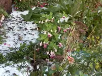 CAM01412.webp