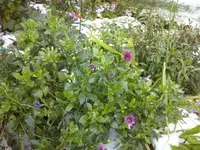CAM01414.webp