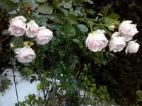 CAM01409.webp