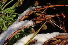 Montbretie_Laub_braun_Licht_Schatten_Schnee_Eis_Kristalle_900.JPG