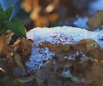 alte Hortensie_Blüte_Schnee_Eis_braun_weiß_900.JPG