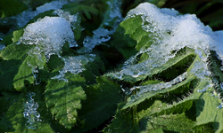 Schnee schmilzt_Staudenmohn_Winter beginnt2_900.webp