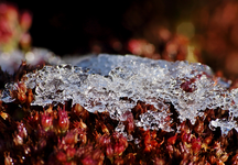 Schnee_Eis_auf Fetthenne_gefroren_minimalism_900.webp