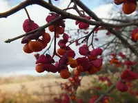 DSCF6187.webp