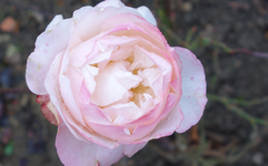 rsn2015 (34).webp