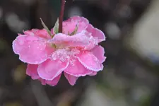 DSC_7677.webp