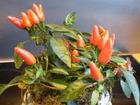 20151125_083728.webp