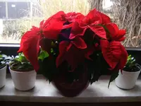 Weihnachtsstern.webp