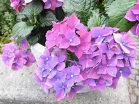 Bilda051.webp