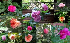 Rosen 2015Neuer Ordner16.webp