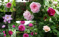 Rosen 2015Neuer Ordner17.webp
