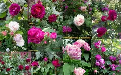 Rosen 2015Neuer Ordner19.webp