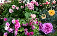 Rosen 2015Neuer Ordner20.webp