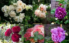 Rosen 2015Neuer Ordner21.webp