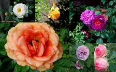 Rosen 2015Neuer Ordner22.webp