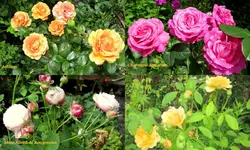 rosengarten 2014Neuer Ordner10.webp
