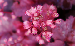 pink (14).webp