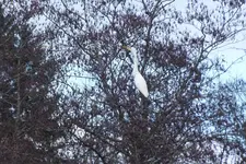 DSCF4705.webp