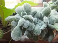 DSCF6008.webp