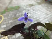 DSCF6036.webp