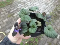 DSCF6038.webp