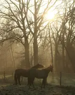 2 Jungpferde_Morgennebel_Gegenlicht_Sonnenaufgang_900.jpg